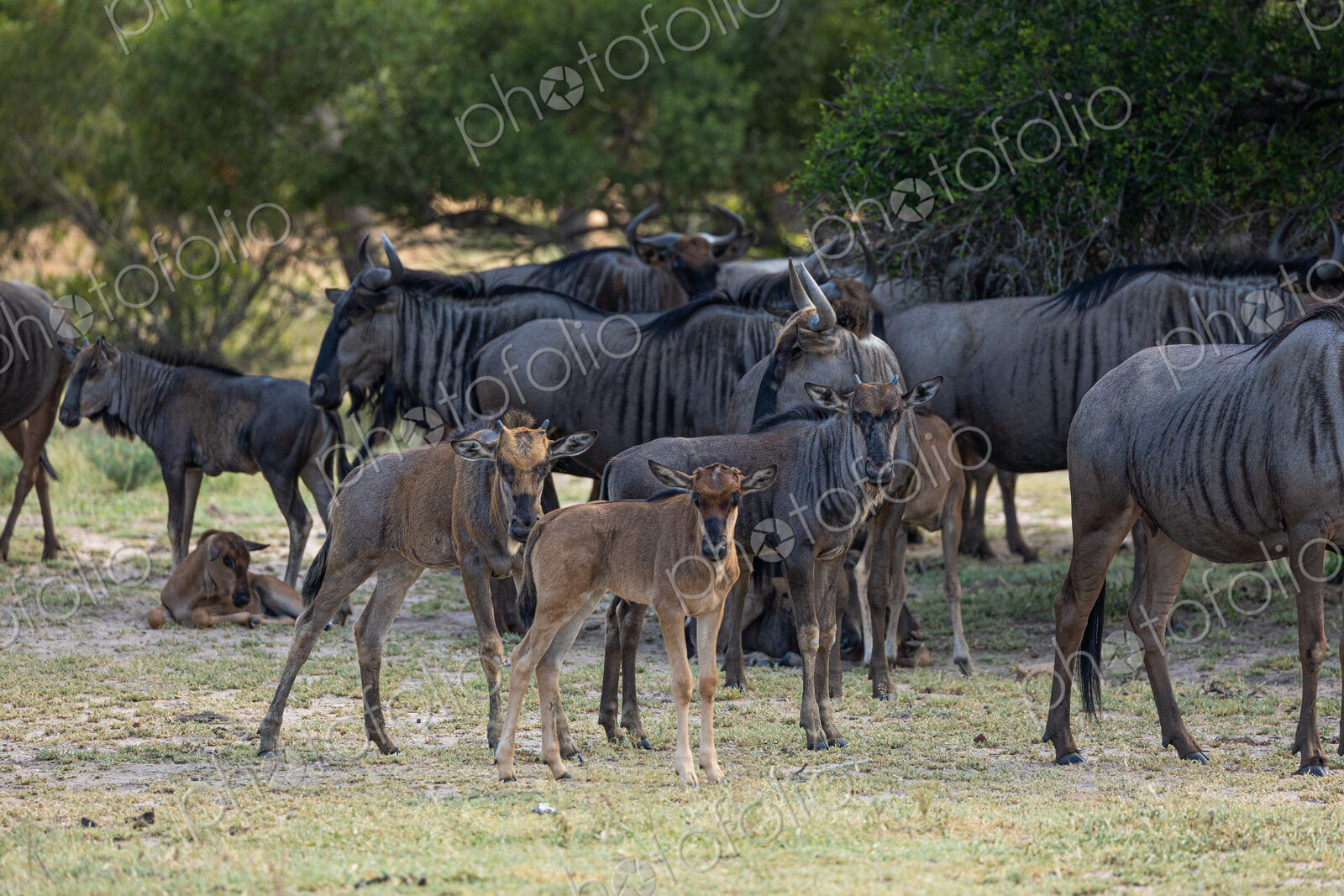 Wildebeest calves, Connochaetes gnou, standing amongst their herd.