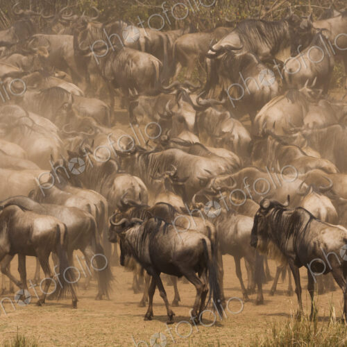 Wildebeests, Kenya