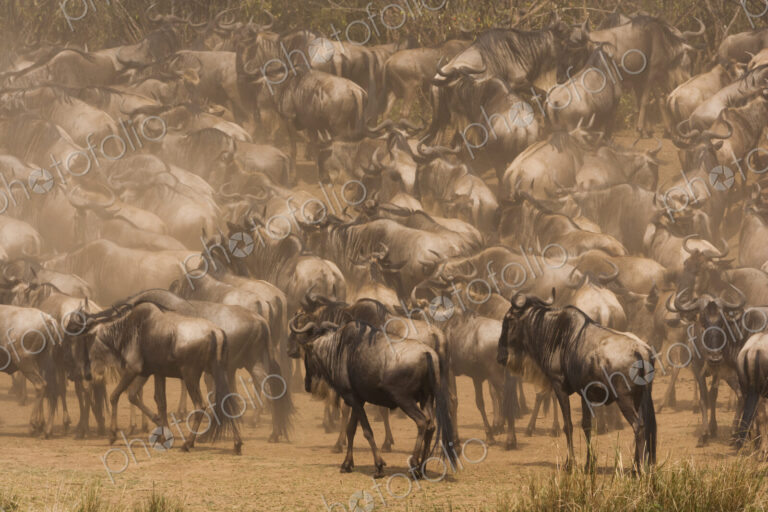 Wildebeests, Kenya