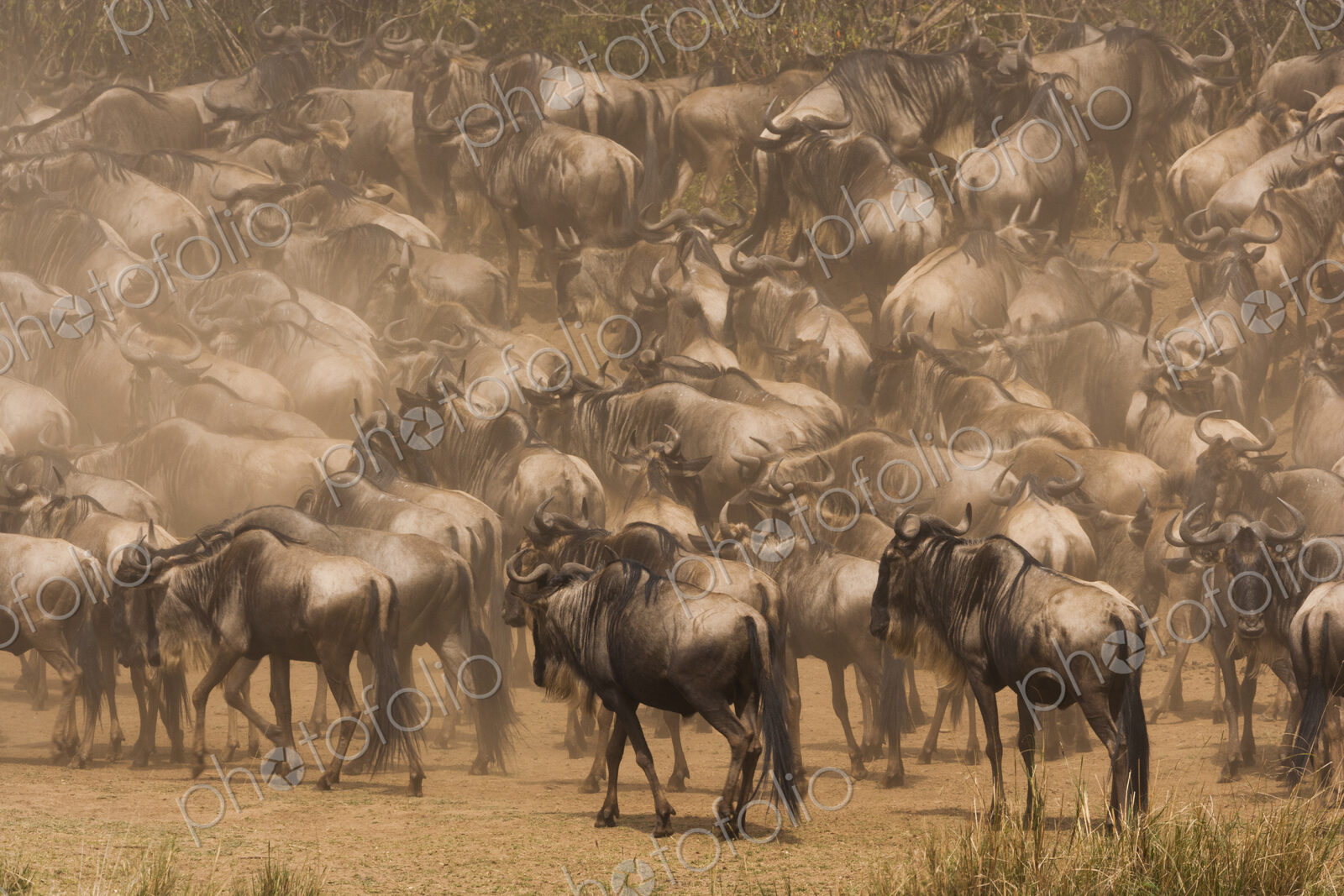 Wildebeests, Kenya