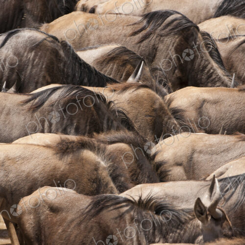 Wildebeests, Kenya Wildebeests, Kenya