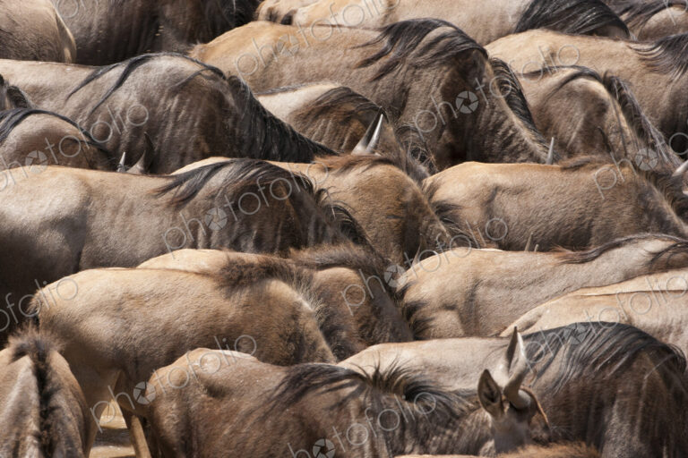 Wildebeests, Kenya
