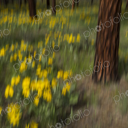 Wildflower meadow and ponderosa forest abstract
