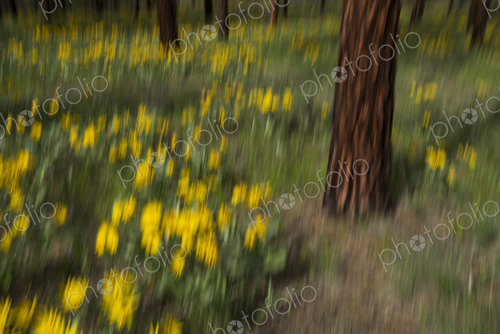 Wildflower meadow and ponderosa forest abstract
