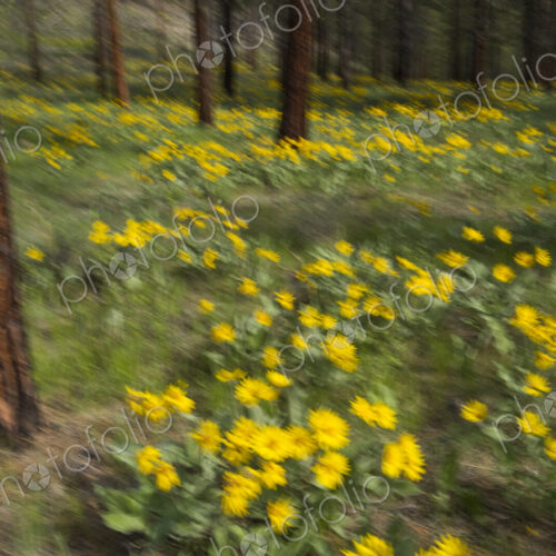 Wildflower meadow and ponderosa forest abstract Wildflower meadow and ponderosa forest abstract