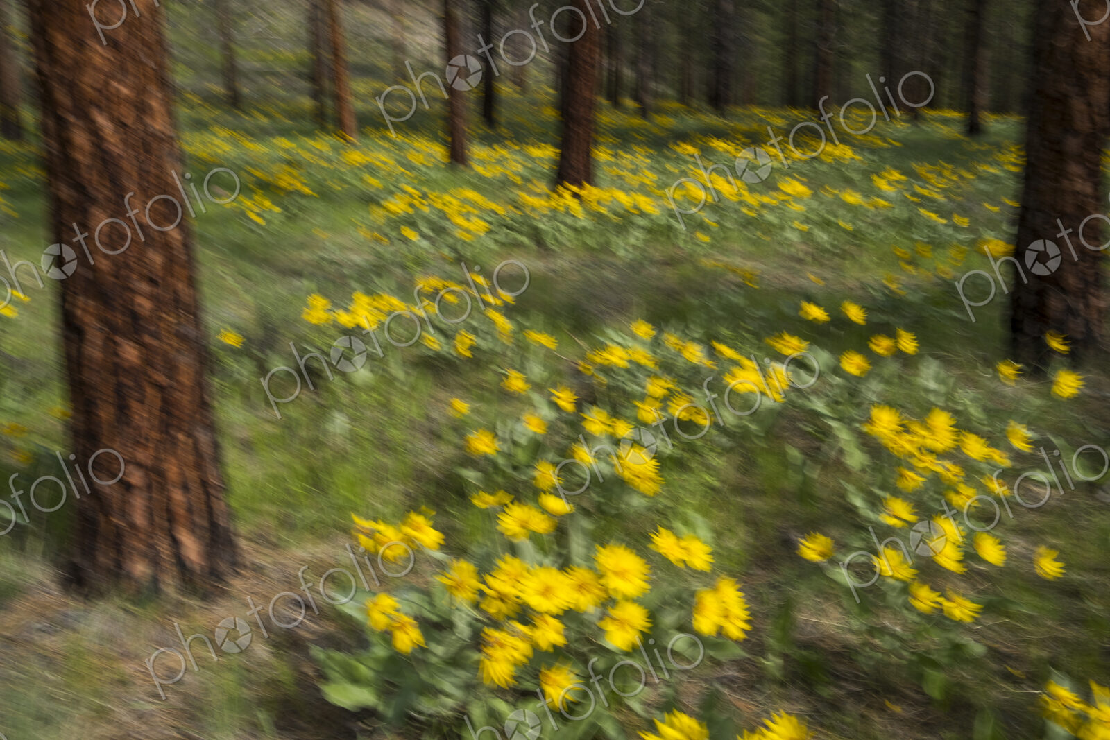 Wildflower meadow and ponderosa forest abstract