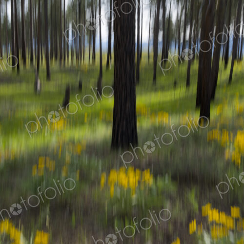 Wildflower meadow and ponderosa forest abstract Wildflower meadow and ponderosa forest abstract