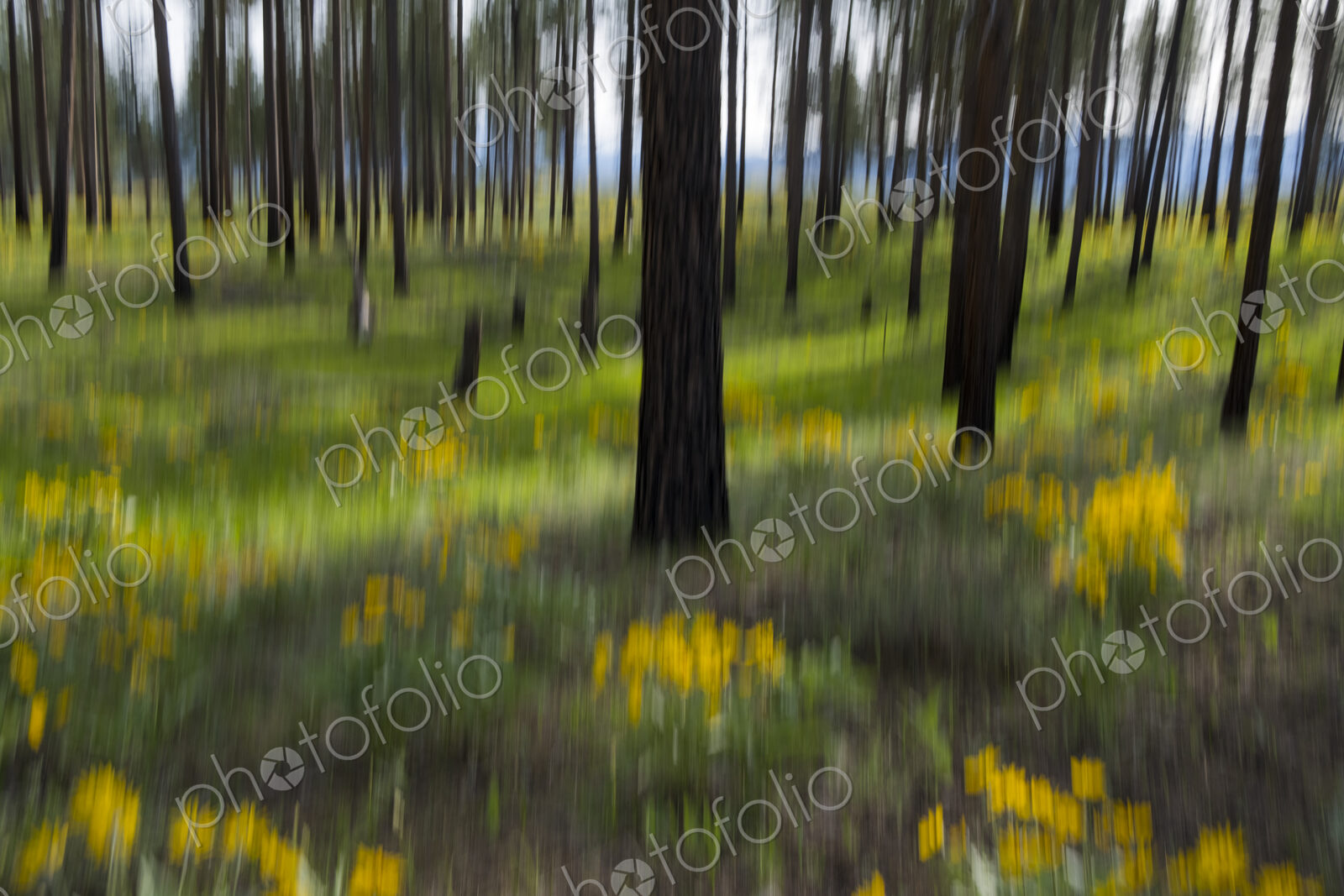 Wildflower meadow and ponderosa forest abstract