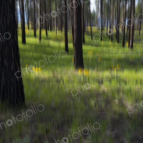 Wildflower meadow and ponderosa forest abstract