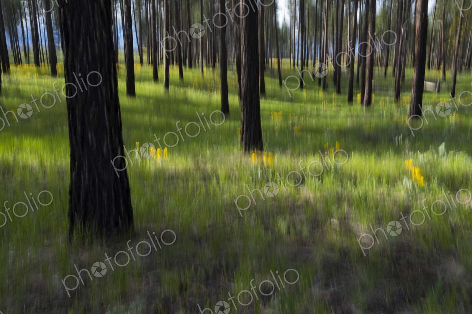 Wildflower meadow and ponderosa forest abstract