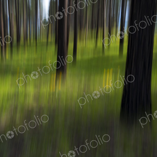 Wildflower meadow and ponderosa forest abstract
