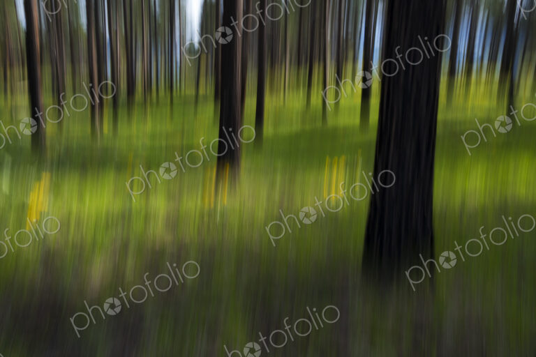 Wildflower meadow and ponderosa forest abstract