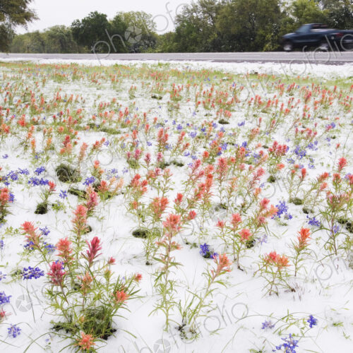 Wildflowers Blanketed by Late Spring Snowfall