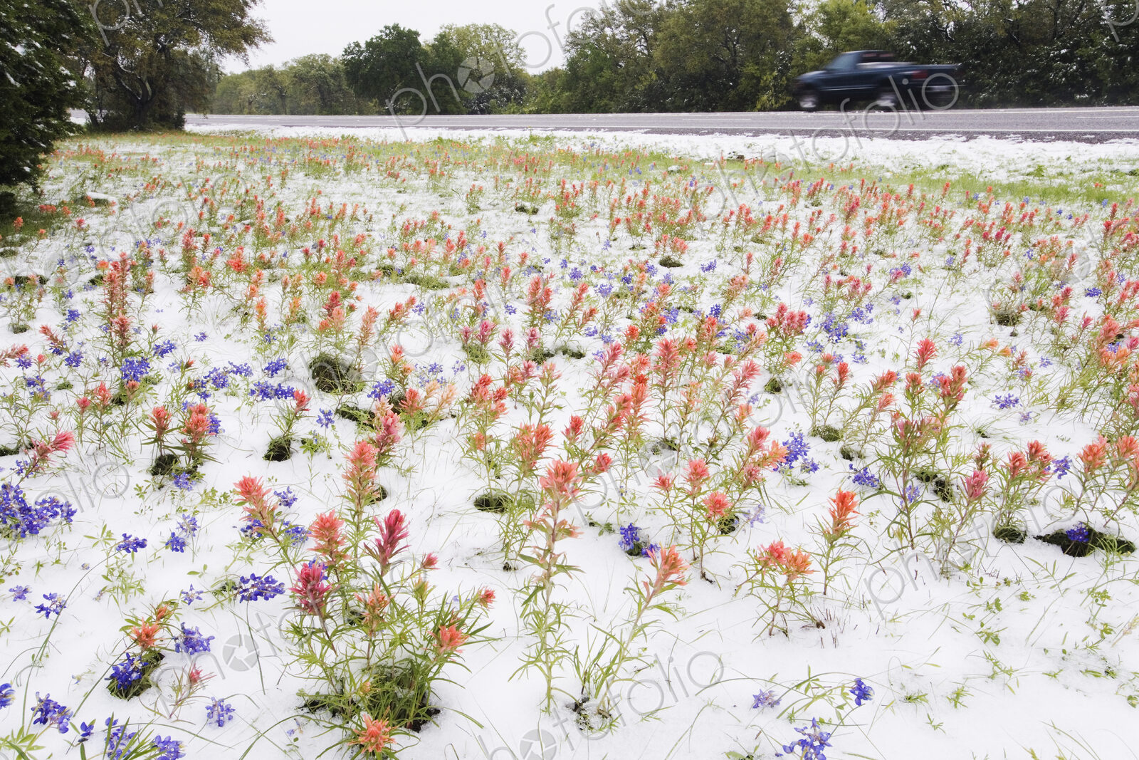 Wildflowers Blanketed by Late Spring Snowfall