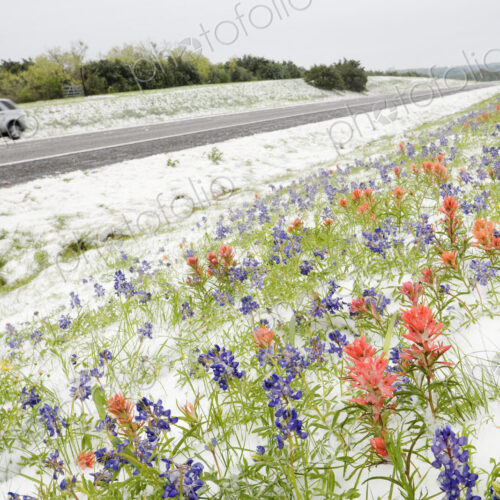 Wildflowers Blanketed by Late Spring Snowfall