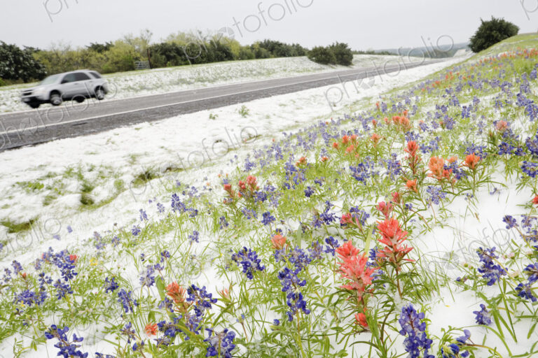 Wildflowers Blanketed by Late Spring Snowfall
