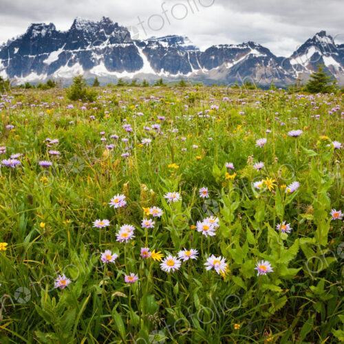 Wildflowers, Jasper National Park, Alberta, Canada Wildflowers, Jasper National Park, Alberta, Canada