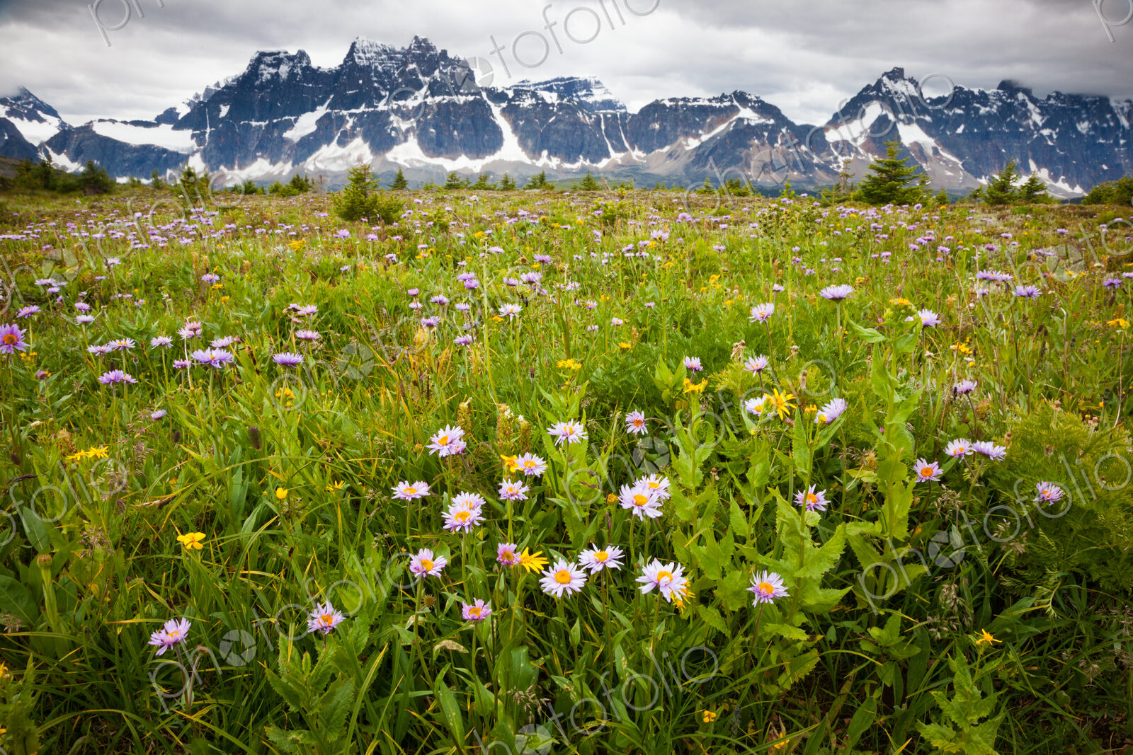 Wildflowers, Jasper National Park, Alberta, Canada