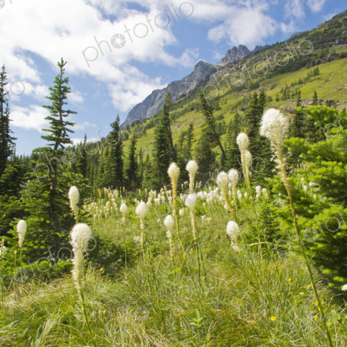 Wildflowers blooming on remote mountain slopes Wildflowers blooming on remote mountain slopes
