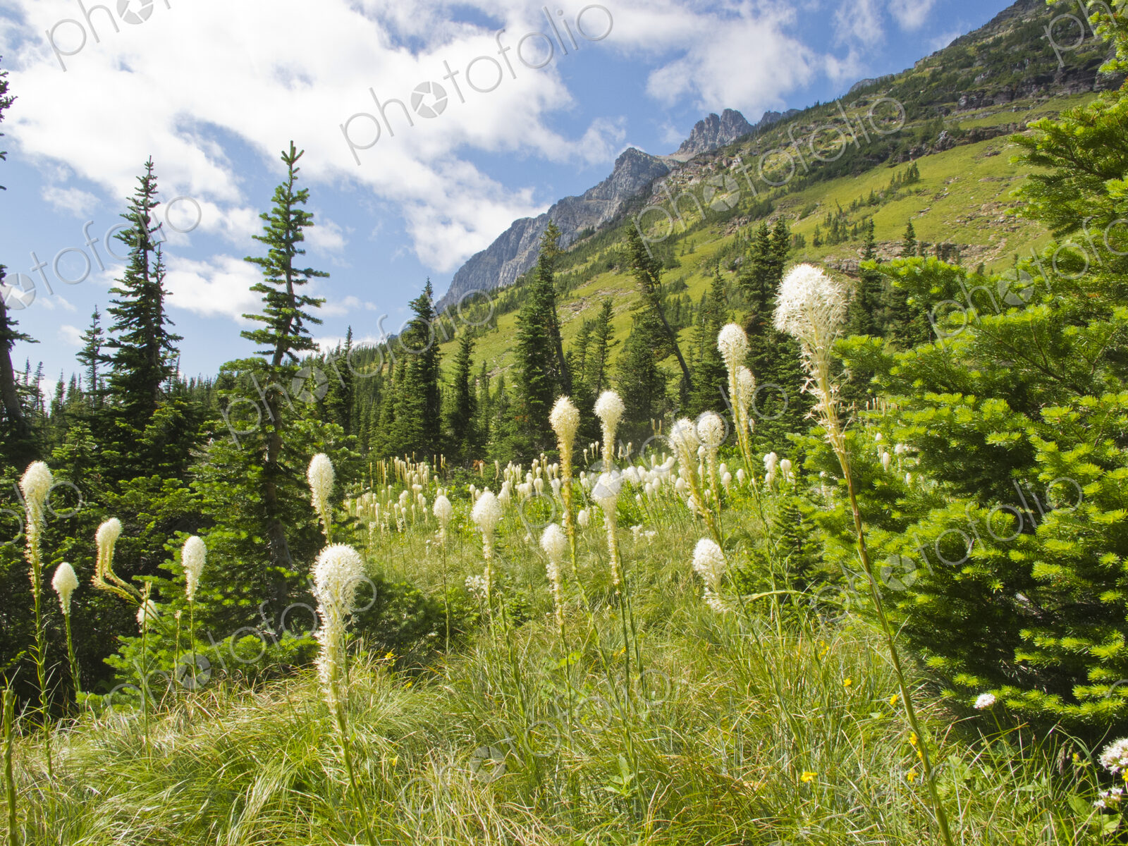 Wildflowers blooming on remote mountain slopes