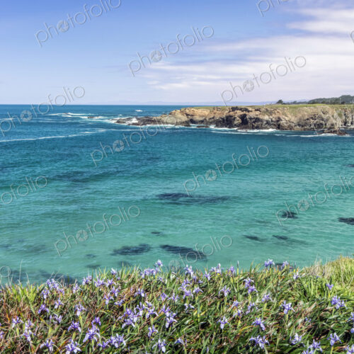 Wildflowers growing on waterfront of Pacific Ocean.