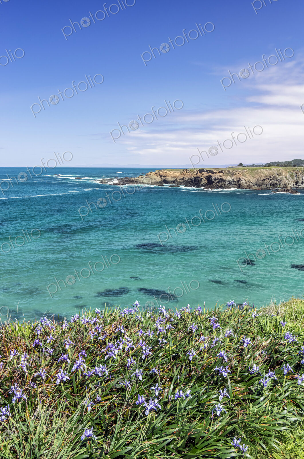 Wildflowers growing on waterfront of Pacific Ocean.