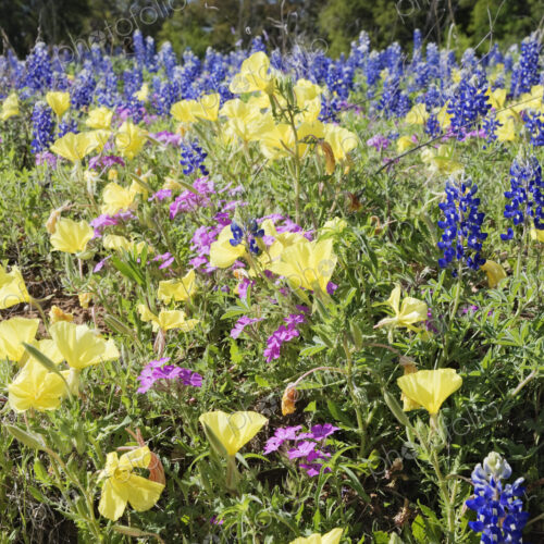 Wildflowers in a Field