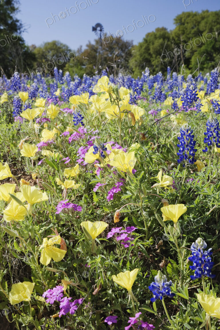 Wildflowers in a Field