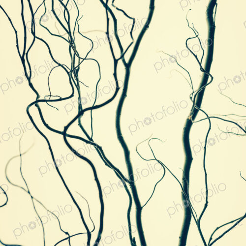 Willow tree branches, contorted branches. Willow tree branches, contorted branches.