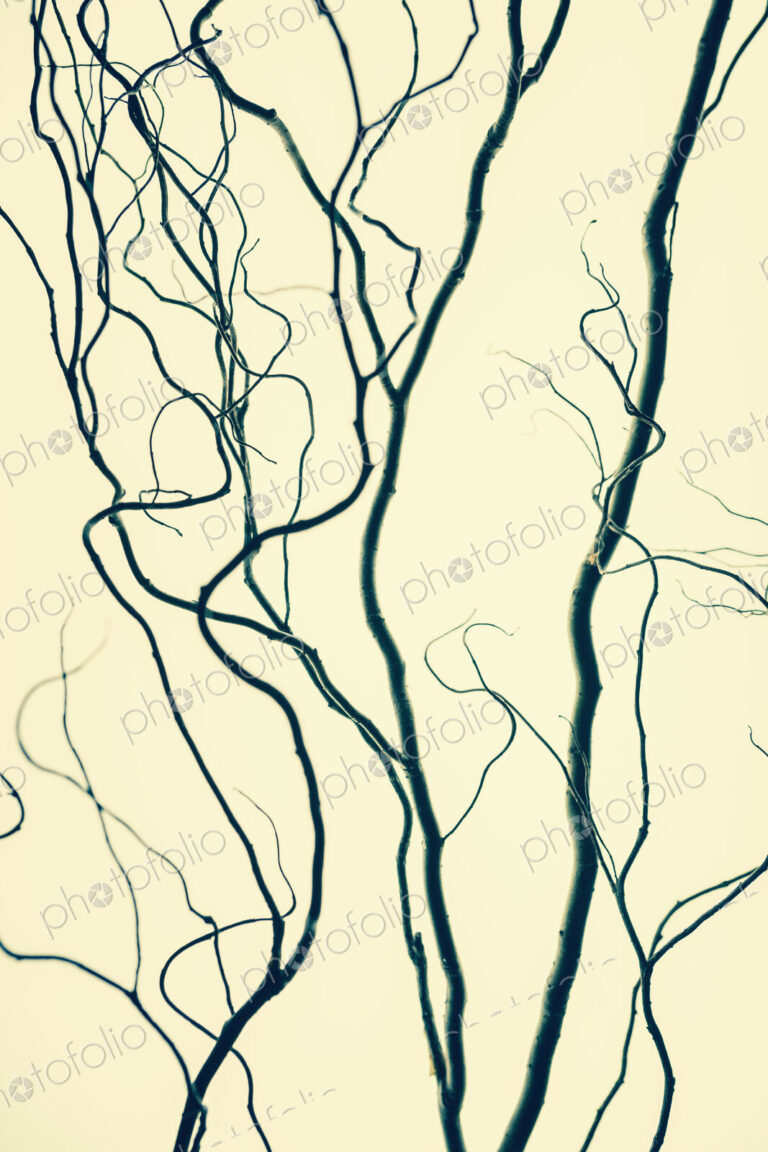Willow tree branches, contorted branches.