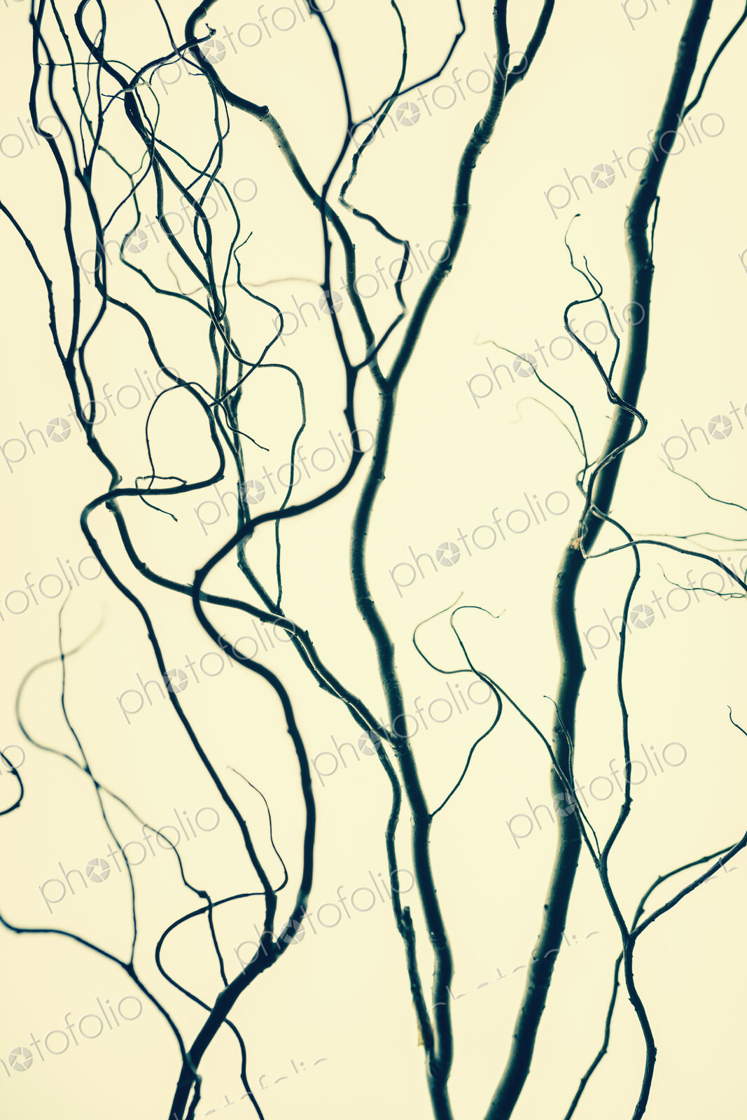 Willow tree branches, contorted branches.