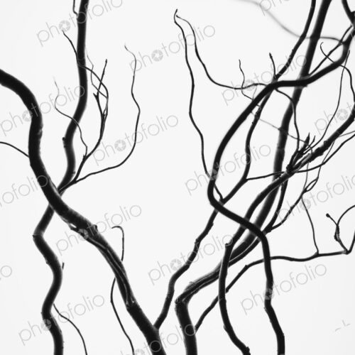 Willow tree branches, contorted branches. Willow tree branches, contorted branches.
