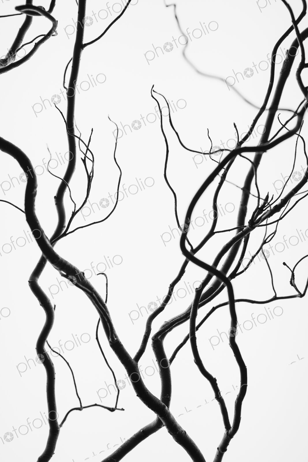 Willow tree branches, contorted branches.
