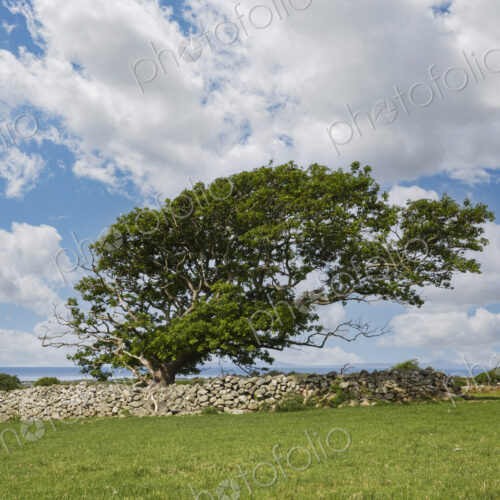 Wind Blown Oak Tree leaning at an angle, with foliage.