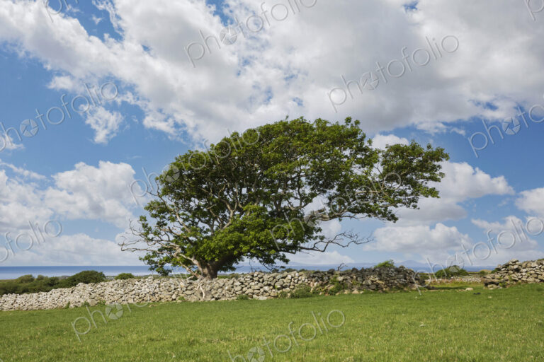 Wind Blown Oak Tree leaning at an angle, with foliage.