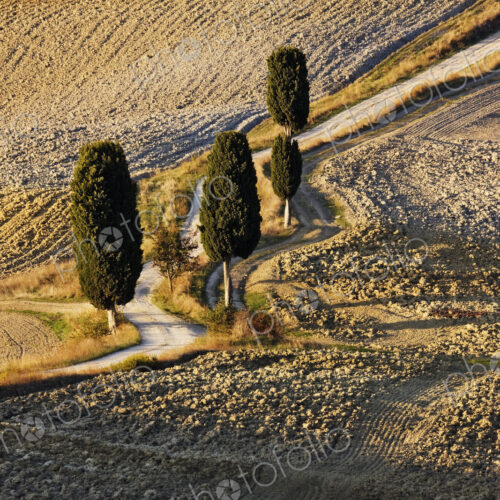 Winding Dirt Road and Cypress Trees