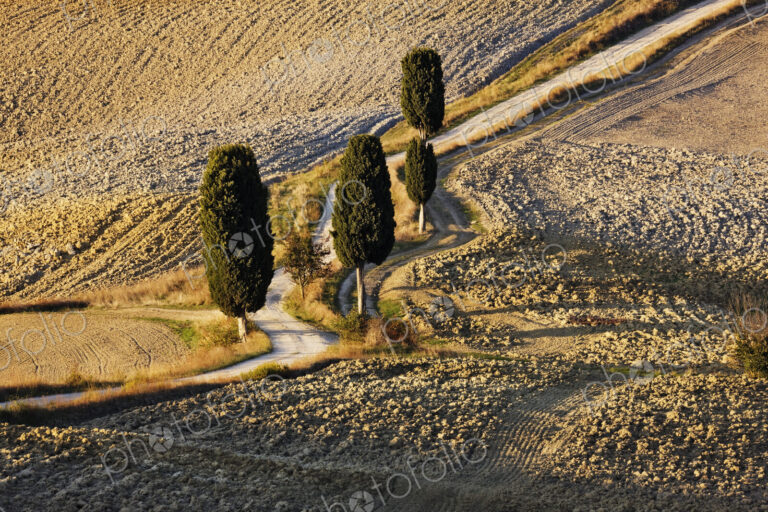 Winding Dirt Road and Cypress Trees