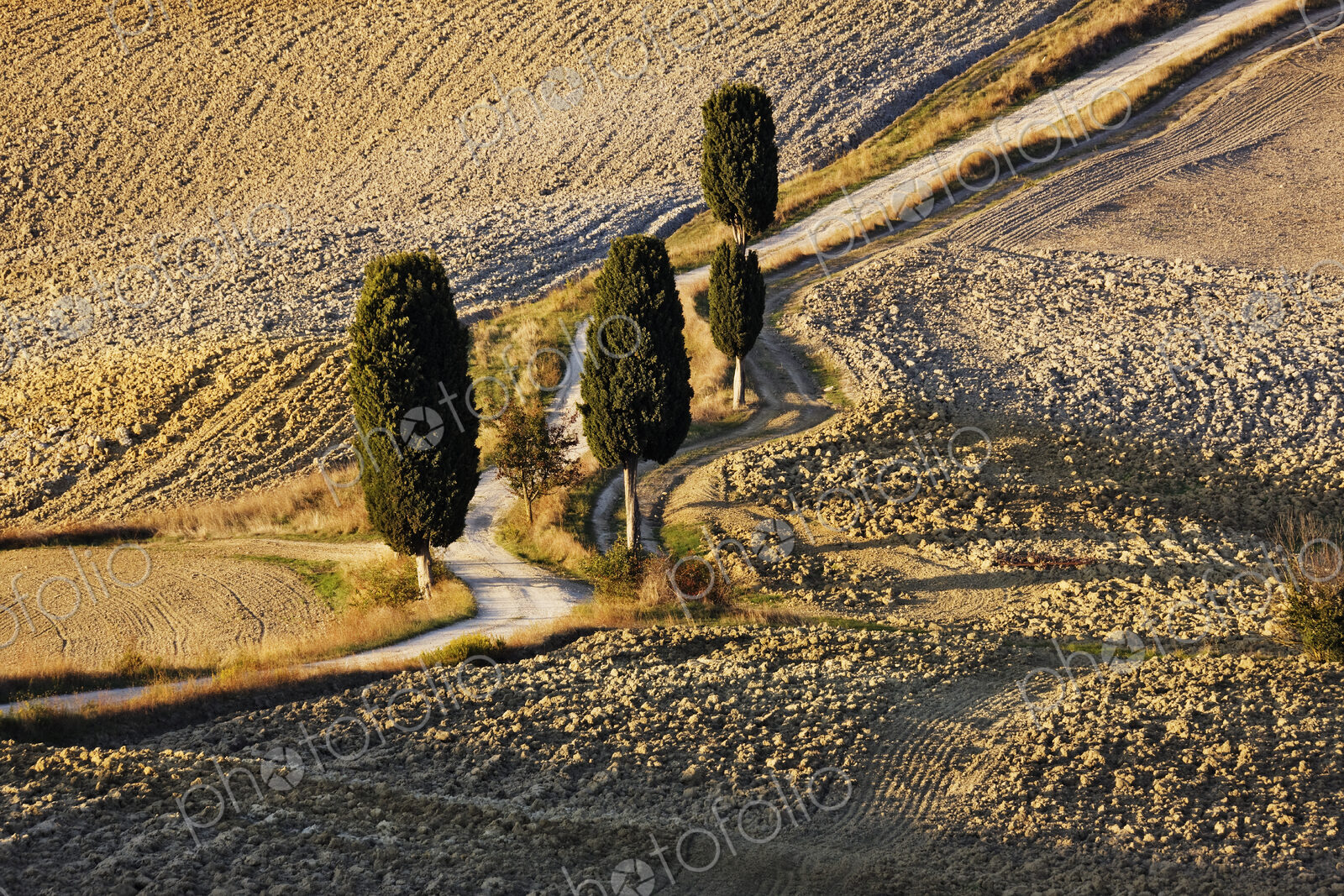 Winding Dirt Road and Cypress Trees