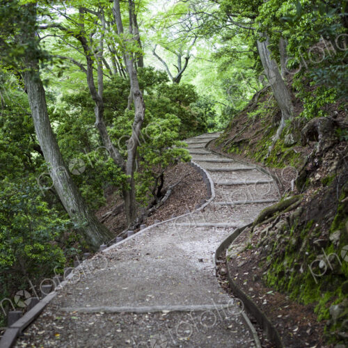 Winding forest path
