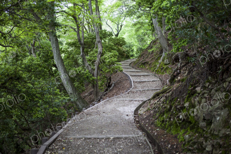Winding forest path