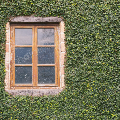 Window on ivy-covered wall
