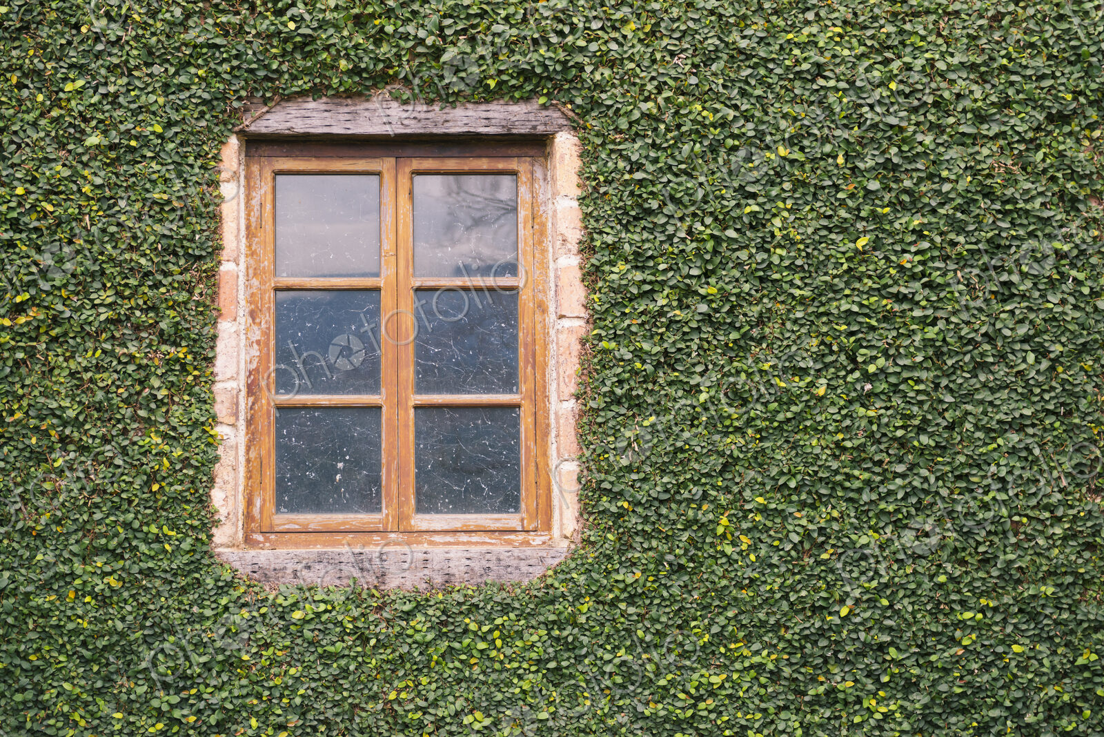 Window on ivy-covered wall