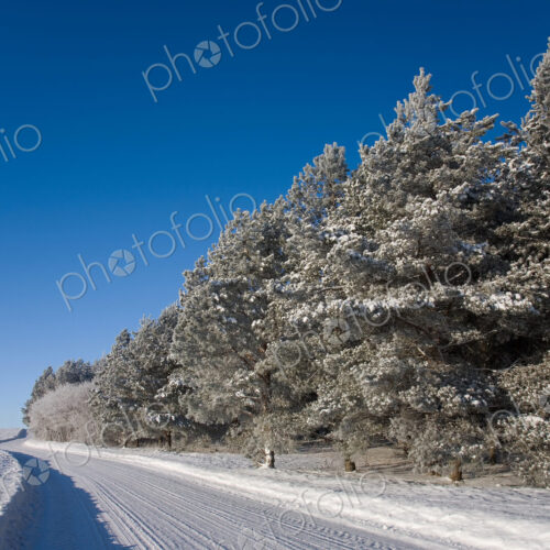 Winter Road Along a Cropping of Trees