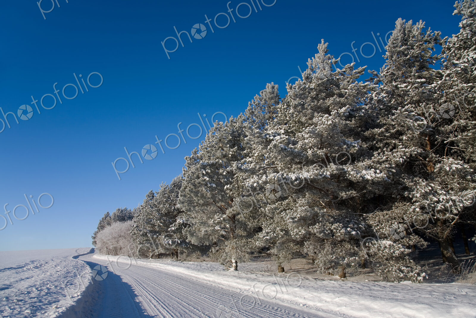 Winter Road Along a Cropping of Trees