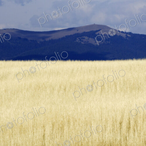 Winter Wheat Winter Wheat