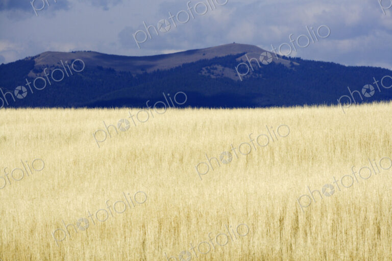 Winter Wheat