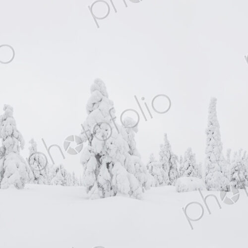 Winter landscape with forest of snow-covered trees. Winter landscape with forest of snow-covered trees.