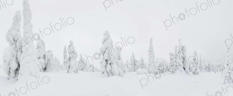 Winter landscape with forest of snow-covered trees.
