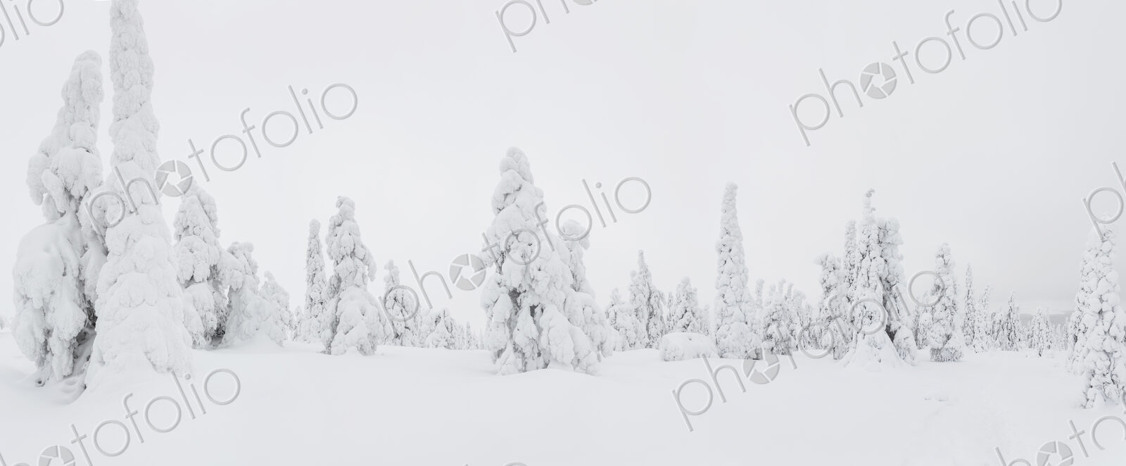 Winter landscape with forest of snow-covered trees.
