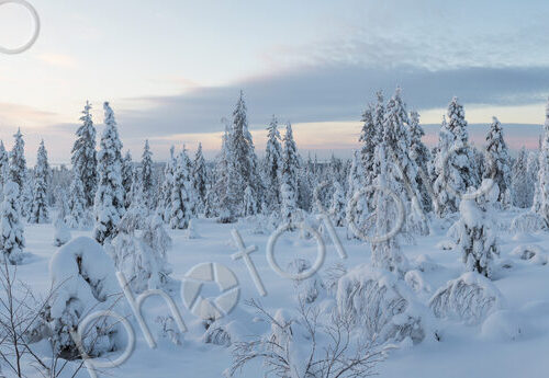 Winter landscape with forest of snow-covered trees. Winter landscape with forest of snow-covered trees.